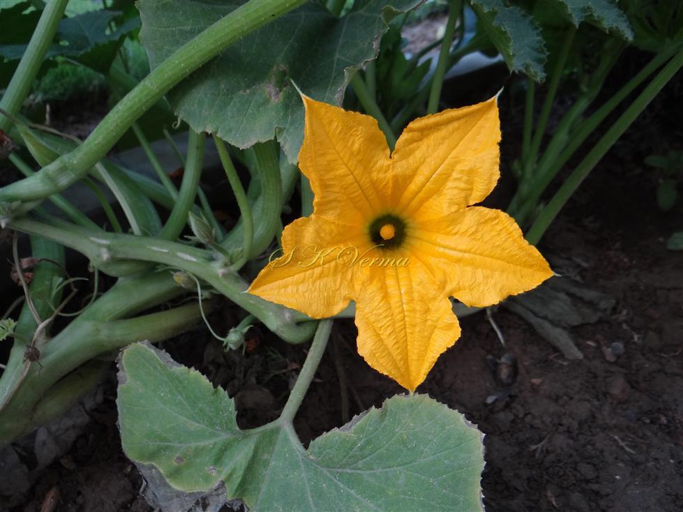  Male Flower